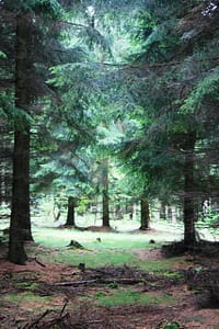 granskog
